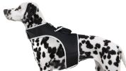 Mini GPS Dog Collar Realtime GSM Tracking Device Wireless Pet Tracker Size:S