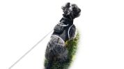 Mini GPS GSM Tracking Dog Collar Device Rechargeable Wireless Security Size:S