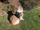 Mini GPS GSM Tracking Dog Collar Device Rechargeable Wireless Security Size:S