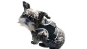 Waterproof GPS Tracking System for Dogs Realtime Pet Security Tracker Size:S